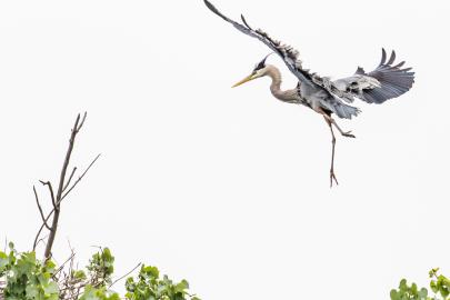Great blue heron approaches nest