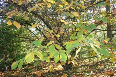 Leaves of witch hazel, still green in early October.