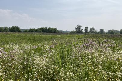 Wildflowers and Hastings bridge