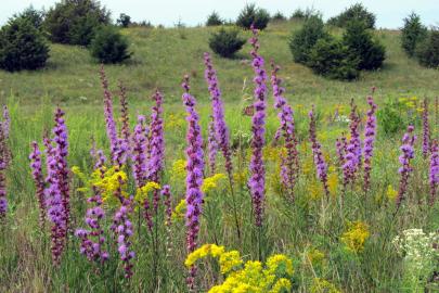 Liatris and goldenrod at Hastings Sand Coulee SNA