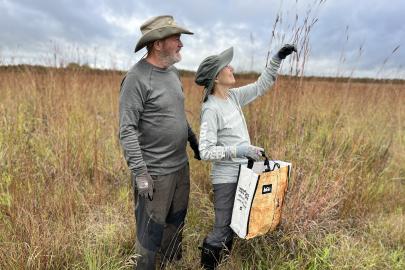 Two volunteers collect prairie grass seeds