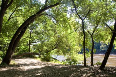Trees over river