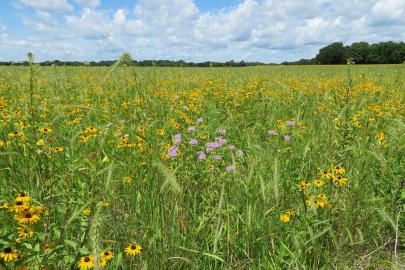 Blooming flowers and grasses 