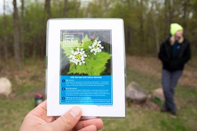 Invasive species card: Garlic mustard