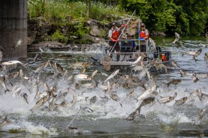 A mass of sliver carp jumping high out of the water. Two carp researchers stand on a boat behind the jumping carp, holding nets.