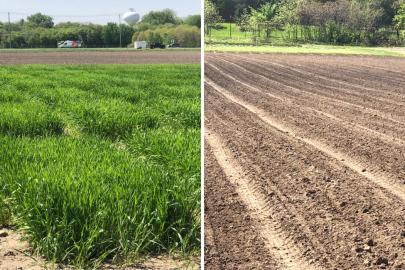 A side-by-side showing a field of green Kernza on the left, and a bare, brown field of soybeans on the right. Both photos were taken on the same day.