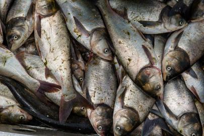 A pile of sliver carp.