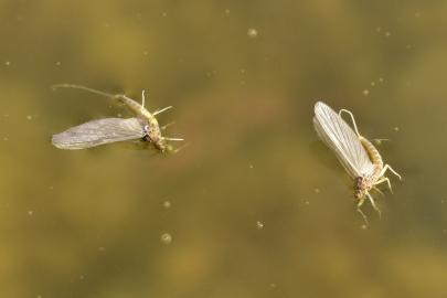 A close-up of two mayflies.