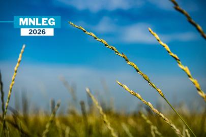A strand of Kernza against a blue sky.