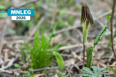 Skunk cabbage at Rosemount Preserve