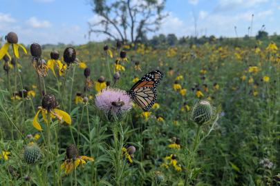 Monarch on thistle