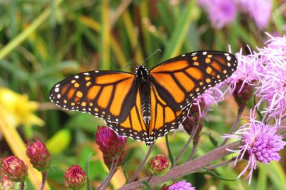 Monarch butterfly