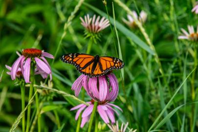 Monarch butterfly on a purple coneflower