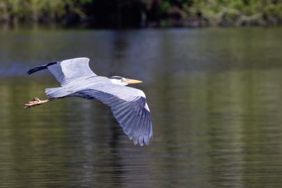 Great blue heron flying over water