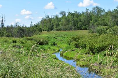 A small stream cuts through lush, green land near the proposed mine site.