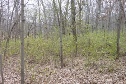 Buckthorn green in brown forest