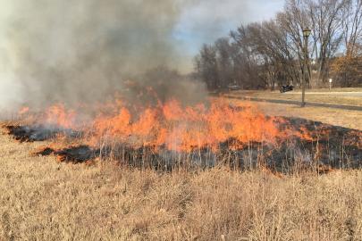 Prairie fire, prescribed burn at Hastings River Flats