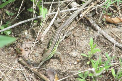A racerunner lizard at the Flint Hills Resources site. 