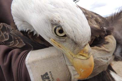 A close-up of the head of a bald eagle, with a gloved hand holding it.