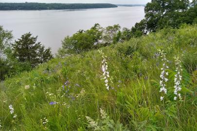 Bluff prairie near the Mississippi River at River Oaks Park