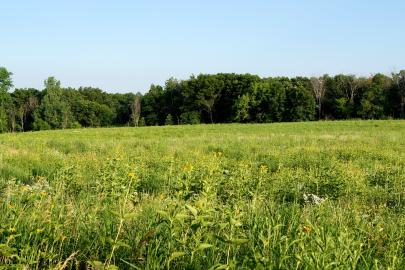 Prairie and forest