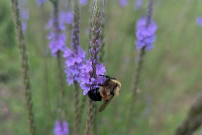 Rusty-patched bumble bee on vervain