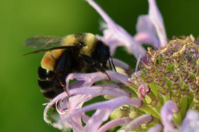russty patched bumble bee on bergamot