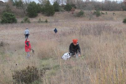 Volunteers collecting native seed at the Sand Coulee SNA
