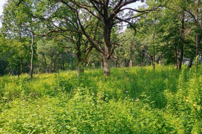 Oak savanna