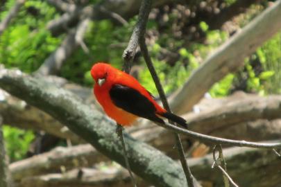 Scarlet Tanager