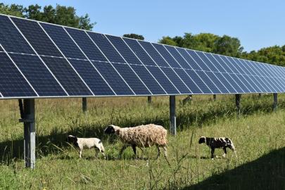 Ewe and lambs under solar panels