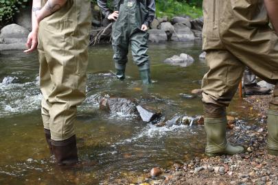 Three people wearing waders stand in ankle-deep water.