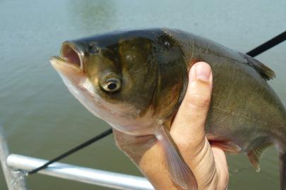 A hand holds an invasive silver carp out of the water.