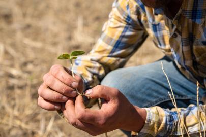 A pair of hands examining the roots of a small, green plant that has been pulled from an agricultural field.