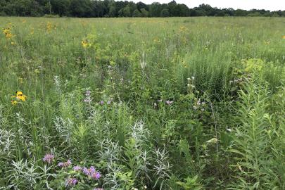 Spring Lake Park Reserve wildflowers