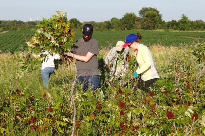 Volunteers removing sumac from Grey Cloud Dunes SNA