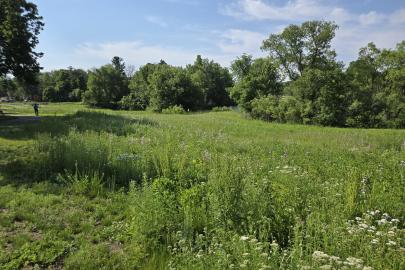 Southwest Park Ponding Basin greenspace