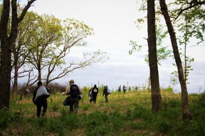 Volunteers haul out bags of garlic mustard at the Vermillion AMA