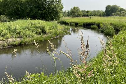 Vermillion River flows through reed canary grass