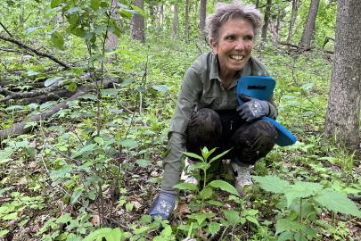 Volunteer pulls garlic mustard at Camel's Hump