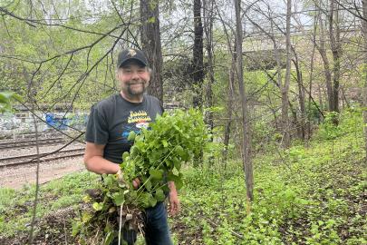 Volunteer pulls garlic mustard in Nicollet Island forest