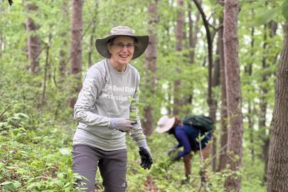 A volunteer pulls garlic mustard