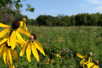 Coneflowers on a prairie