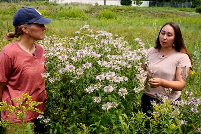 Two people talking near bee balm
