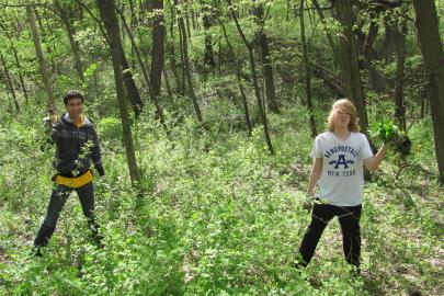 Students from Hastings High School remove invasives at Weiss Woods