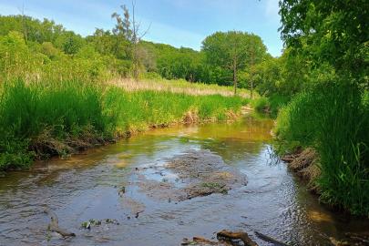 Willow Brook Shallow brook runs through grassy area and forest