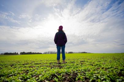 A farmer standing in a field of fall-growing winter-hardy camelina.