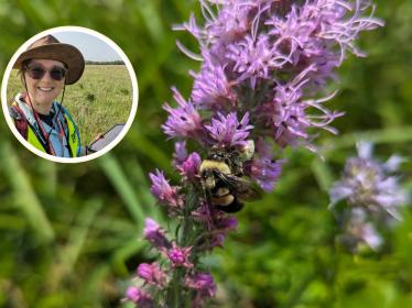 A bee on blazingstar, with an inset photo og Dr. Julia Leone.