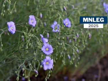 A close-up of purple perennial flax flowers. Text says "MNLEG 2025"