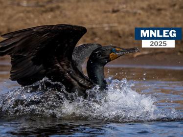 A double-crested cormorant splashing in the water. A text overlay says "MNLEG 2025"
